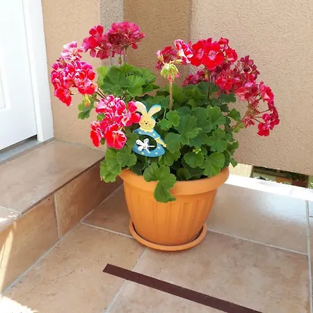 Jednosobni Apartman Anicic Coric Apartman *